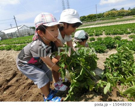 ジャガイモ掘りの写真素材