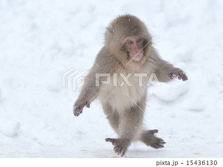 子ザルの写真素材