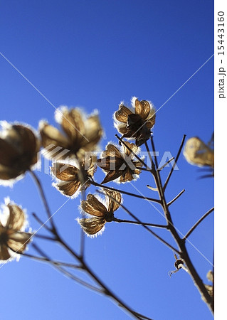 酔芙蓉 種 冬 樹木の写真素材 - PIXTA