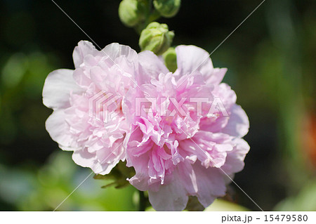 タチアオイ八重咲きの写真素材