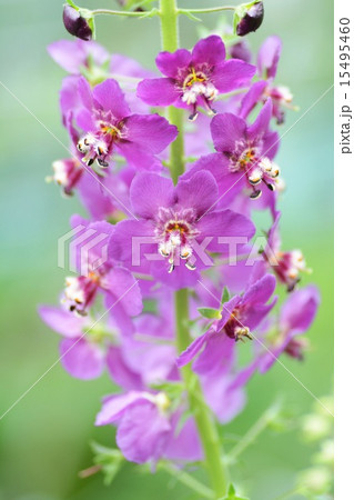 ビオレッタ 花の写真素材