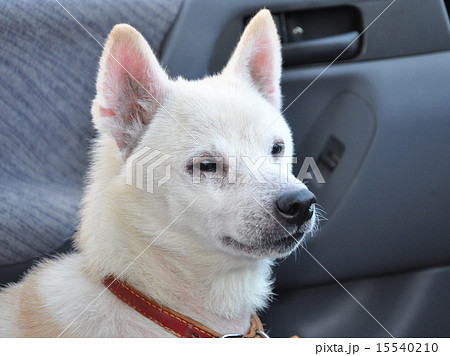 白柴 子犬の写真素材