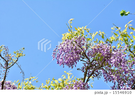 歓迎 花言葉 の写真素材