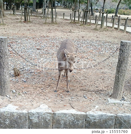 鹿 動物 おもしろ シカの写真素材