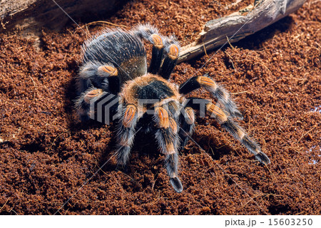 Tarantula タランチュラ 標本 – zakka store towi