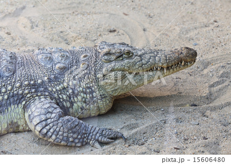 ワニ 爬虫類 動物 顔の写真素材