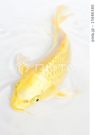 錦鯉 金色 魚 鯉の写真素材 - PIXTA