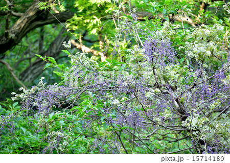 山藤 花 植物 神戸市の写真素材