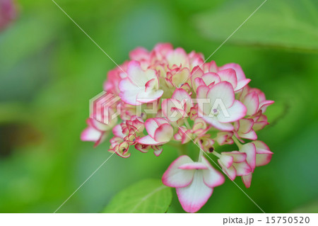 未来 紫陽花 植物 花の写真素材