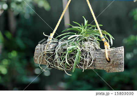 希少植物 風蘭 開花7月 育て方の写真素材