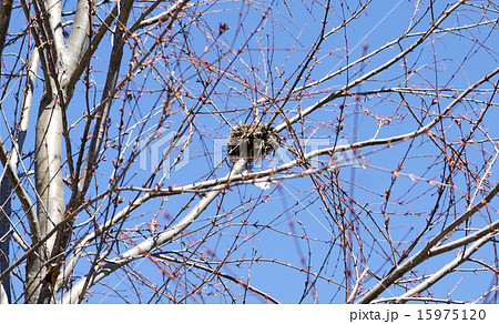 鳥 巣 野鳥 木の枝の写真素材 - PIXTA