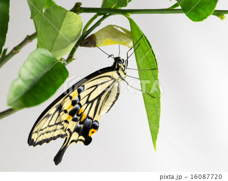羽化 ナミアゲハ 蝶 文様の写真素材