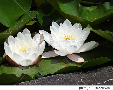 昼に花開くの写真素材