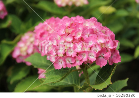 紫陽花 花 ぎざぎざ 花弁の写真素材