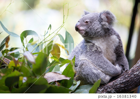 コアラ 全身 可愛い 一匹の写真素材