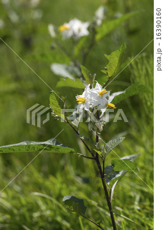 わるなすび 草の写真素材