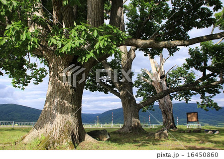 楢木の写真素材