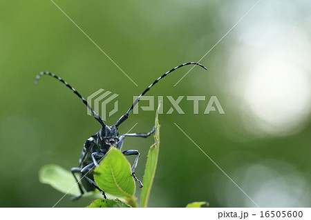 カミキリ カミキリ虫 白黒 水玉の写真素材