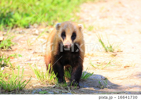 穴熊 マミ アナホリ ササグマの写真素材
