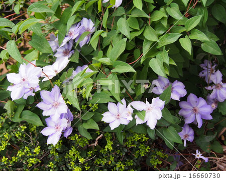 花 テッセン 鉄扇 植物 綺麗の写真素材