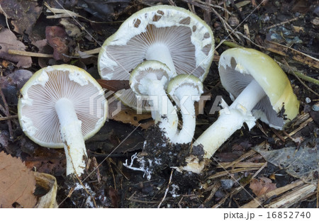 天然キノコ Mushroom 食毒不明 モエギタケ科の写真素材