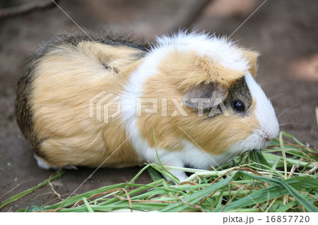 小動物 ウサギ 小さい 8月の写真素材