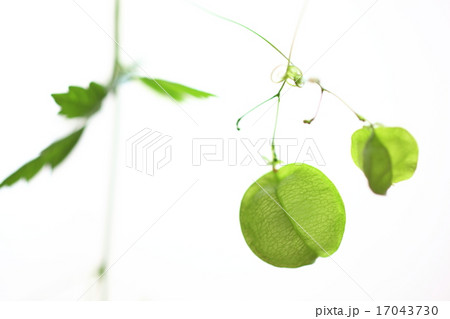 フウセンカズラの写真素材