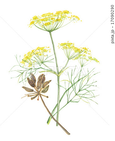 セリ 花 植物 イラストの写真素材