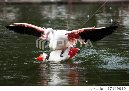 フラミンゴの交尾の写真素材