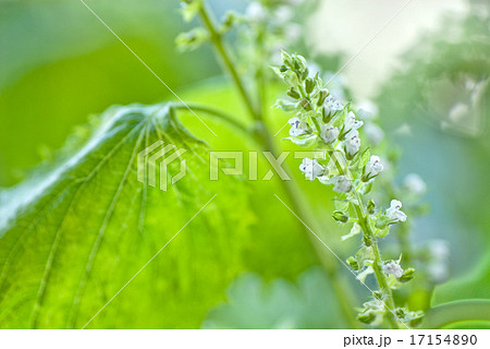 シソ 花穂 紫蘇 花の写真素材