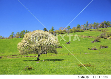 八ヶ岳牧場 ヤマナシの木 景色 八ヶ岳の写真素材
