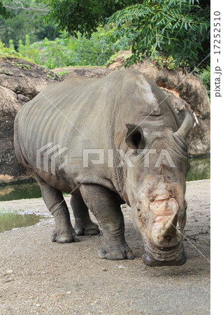 絶滅危惧種 シロサイ 希少 白犀の写真素材