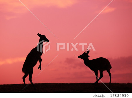 天然記念物 牝鹿 シルエット 夕焼けの写真素材