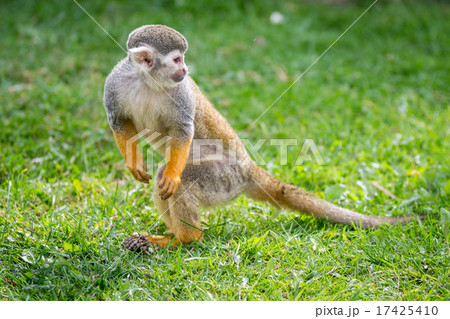 リスザル りすざる リス猿 さるの写真素材