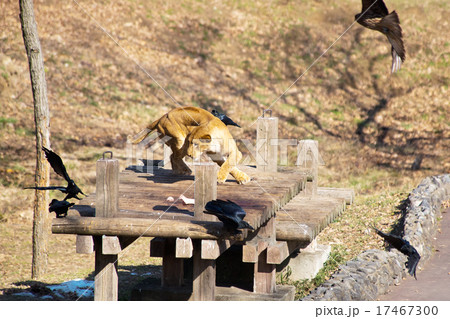 ずる賢い 動物 ケニアの写真素材