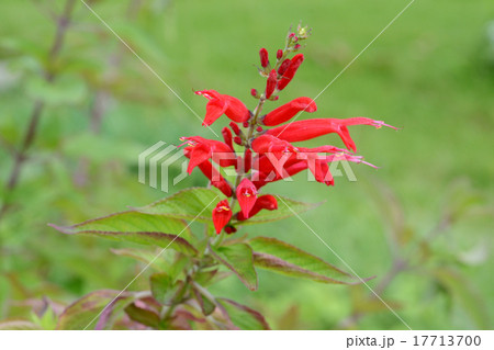 パイナップルセージ ハーブ 赤い花 植物の写真素材