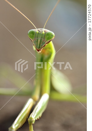 昆虫 虫 カマキリ 顔の写真素材 - PIXTA