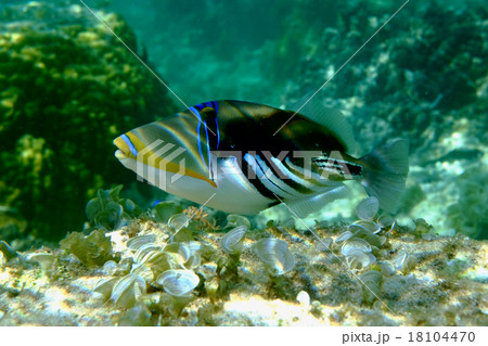 ムラサメモンガラ モンガラカワハギ 海中 沖縄の写真素材