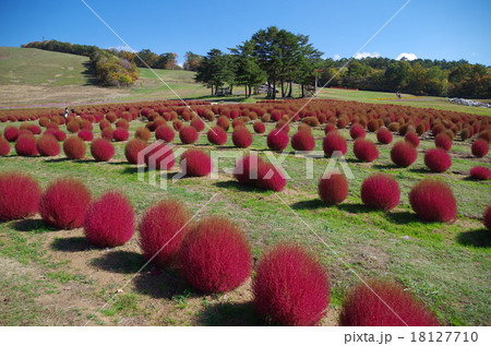 ひるがの高原コキアパークの写真素材