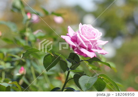 シャルルドゴール 秋薔薇 花 背景の写真素材