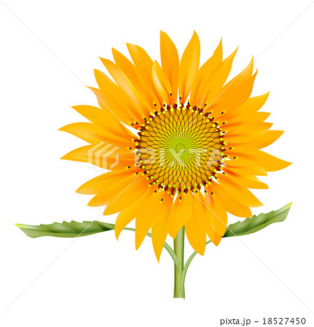 ひまわり 花 リアルイラスト 向日葵のイラスト素材