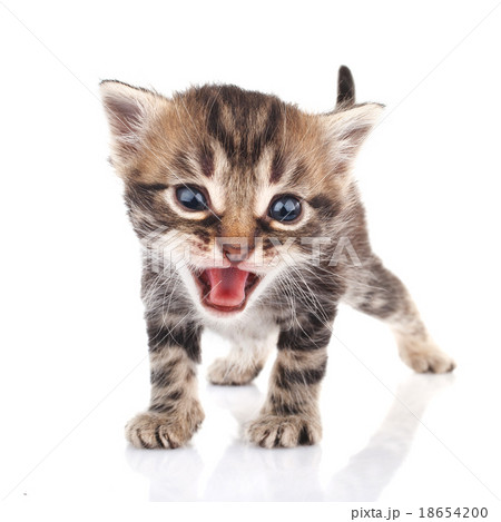 泣いている ねこ ネコ 猫の写真素材