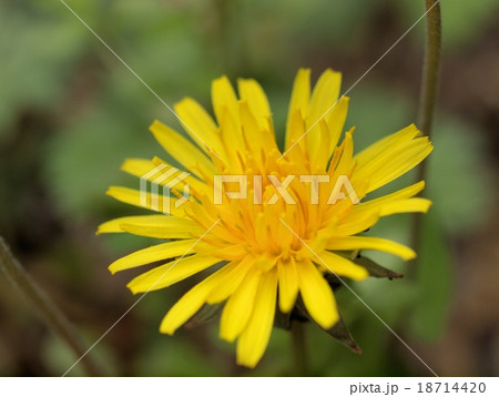 神のお告げ 花言葉 思わせぶりの写真素材