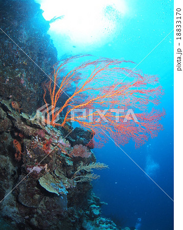 ウミウチワ 赤 真紅 サンゴの写真素材 - PIXTA