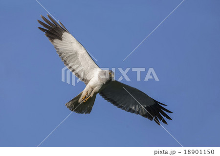猛禽 飛行 飛ぶ 鷹の写真素材