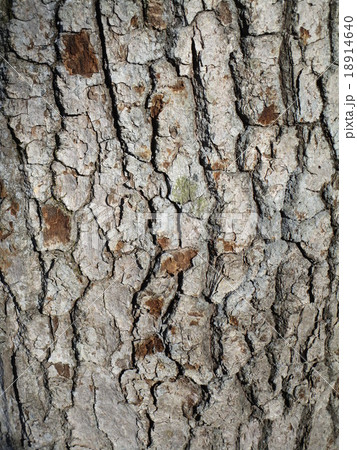 松樹皮 テクスチャの写真素材