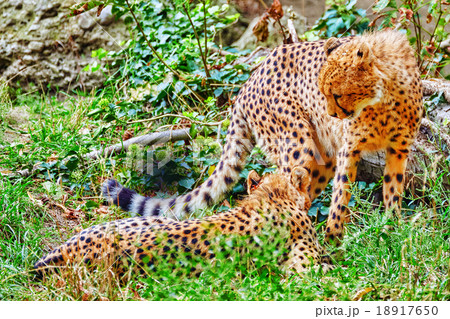 二本足で立つチーターの写真素材