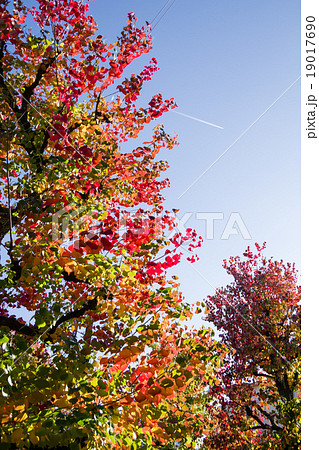 紅葉 ポプラ 植物 木の写真素材