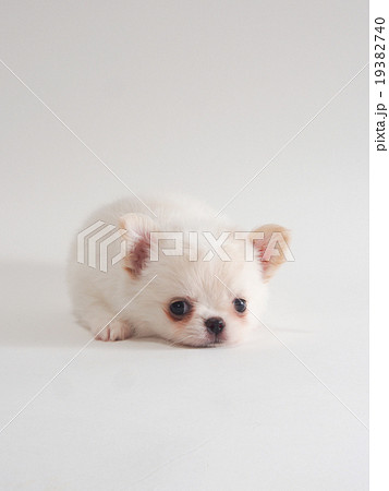 チワワ 犬 伏せ 伏せるの写真素材 - PIXTA
