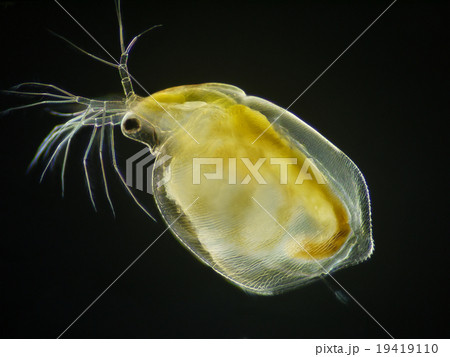 プランクトン ミジンコ 微生物 オカメミジンコの写真素材